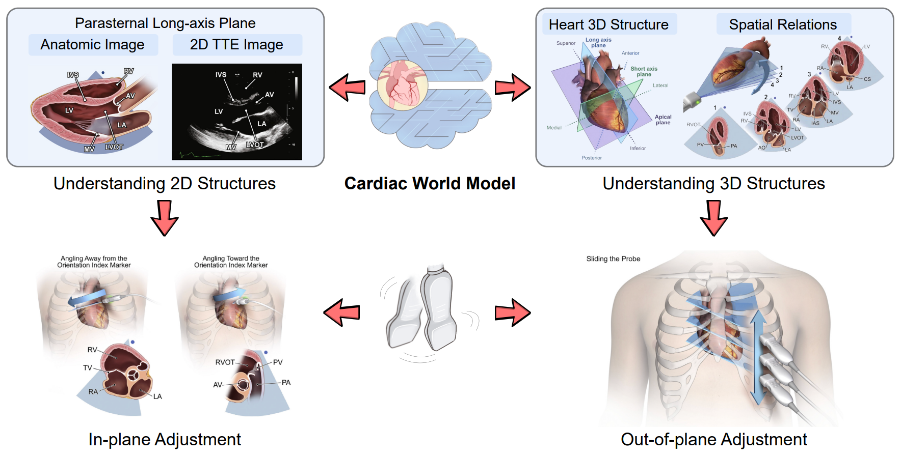 Structure-aware World Model for Probe Guidance via Large-scale Self-supervised Pre-train
